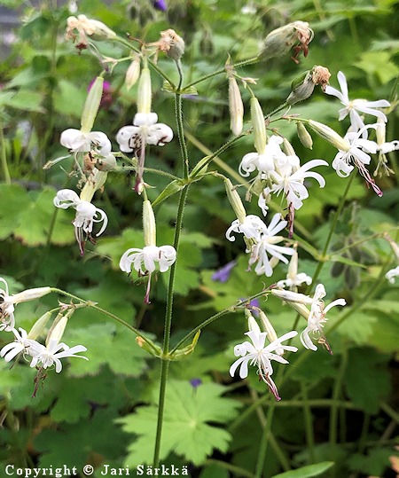 Silene nutans, nuokkukohokki